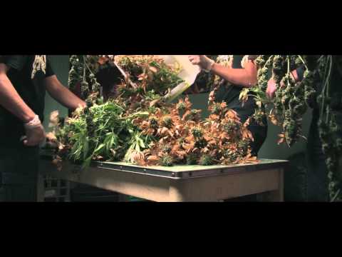 Bush Weed - Film Teaser