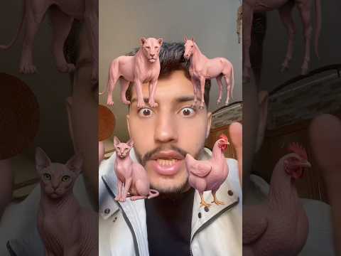 فلتر تلبيس الحيوانات 😂