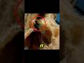 Floating Trap Kills Thousands Of Flying Fish Flyingfish Wildlifefacts NatureIsBrutal