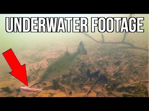 Bass CRUSHES Hot Pink Lure?!?! (UNDERWATER FOOTAGE)