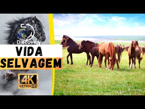 Vida Selvagem Cavalos 4K Maravilhosa Filmagem da Vida Animal com Música