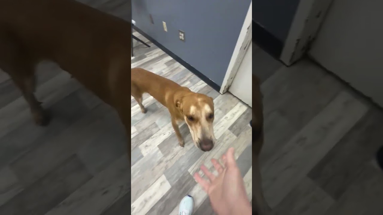 Rusty, a ADOPTABLE mixed breed in Olympia, WA video 2/5