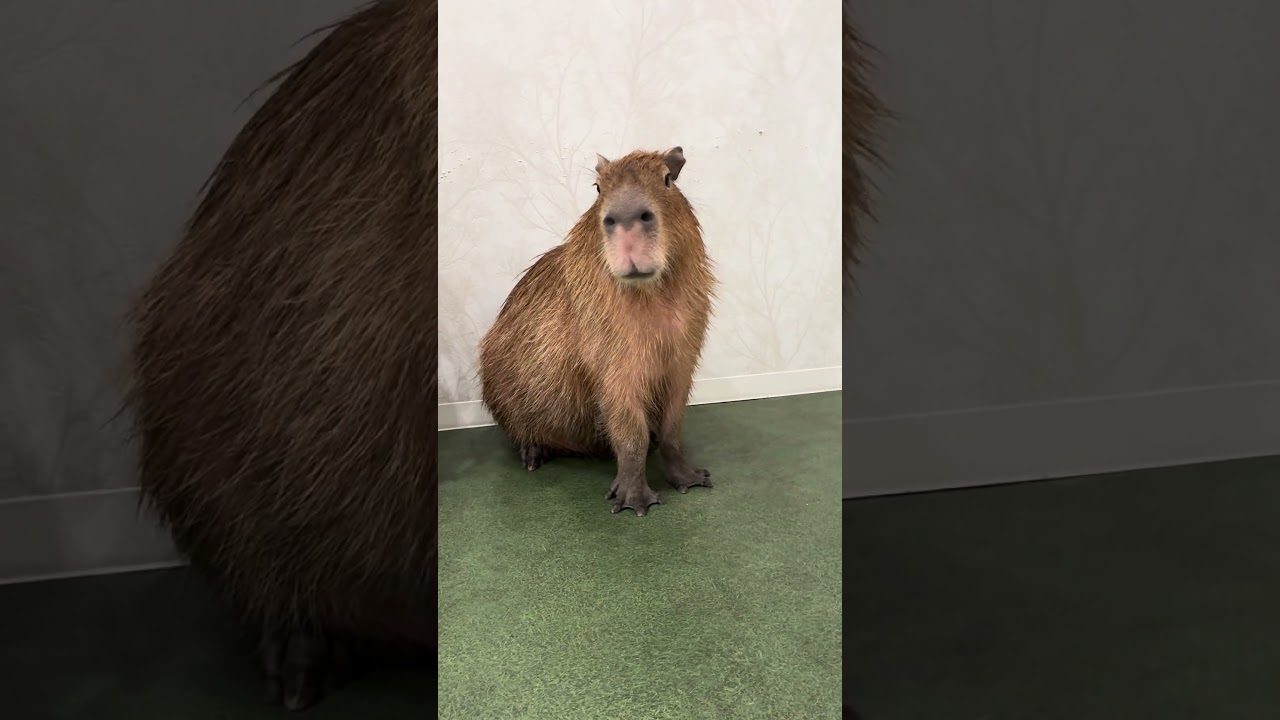 Fake,Fake,Real.#capybara #capybaracafe #animalcafe #tokyo #水豚