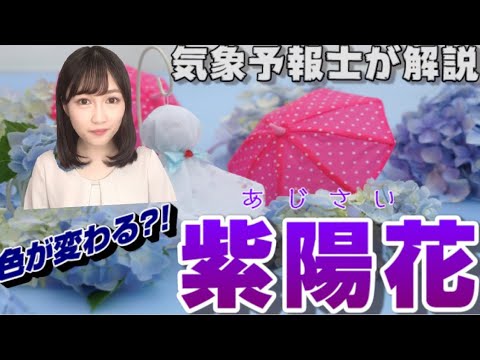 アジサイはなぜ色を失うのですか？この花がなぜそんなに悲しいのかを調べてみましょう…  庭園