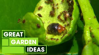How to Get Rid of Aphids, Mealy Bugs and Scale Bugs | GARDEN | Great Home Ideas