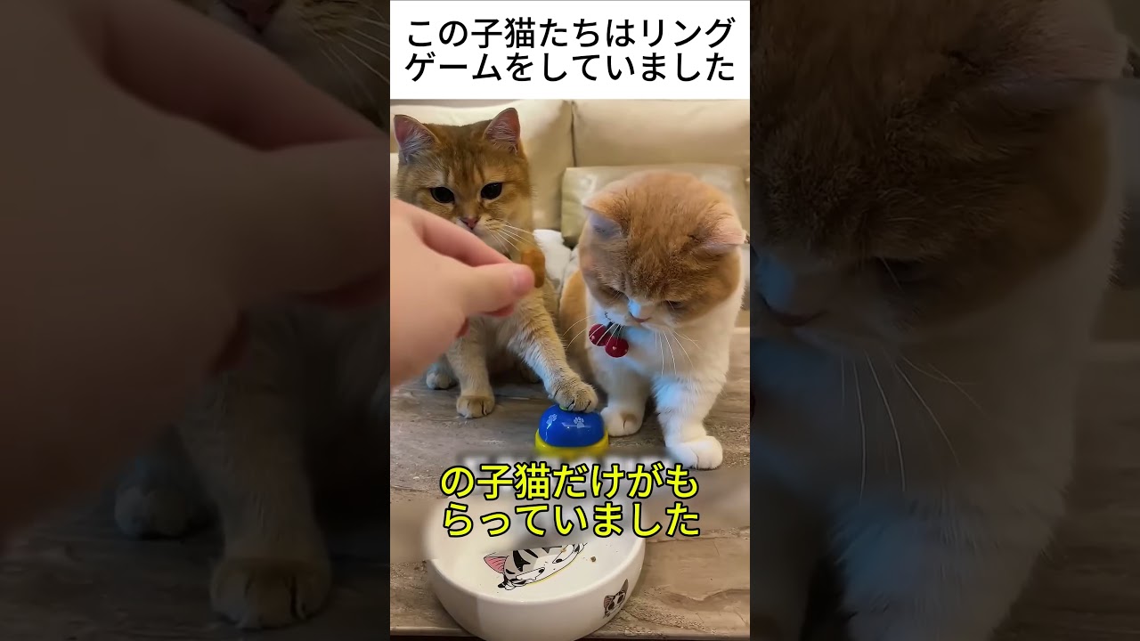 この子猫たちはリングゲームをしていました
