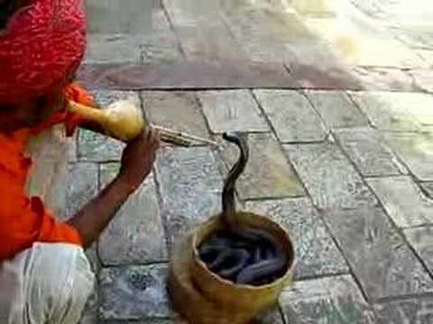 Un encantador de serpientes en Jaipur