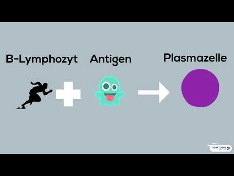 Spezifische humorale Abwehr