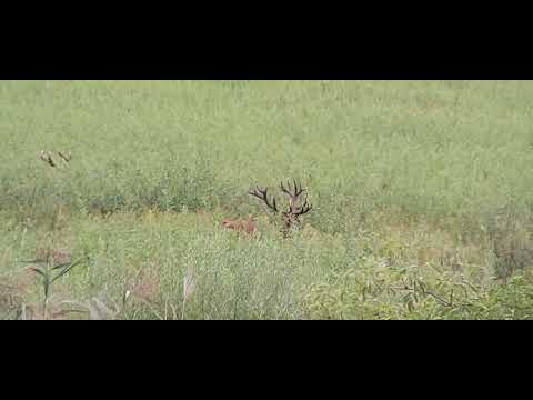 Kapitális keresőbika. Hirschbrunft-Szarvasbőgés Vas megye 2022