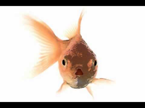 Talking Goldfish for iPhone and iPod