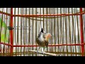 Canary Birds Song Used To Train Young Male Canaries Perform Prestigious Stage Of Canary Song SUPER