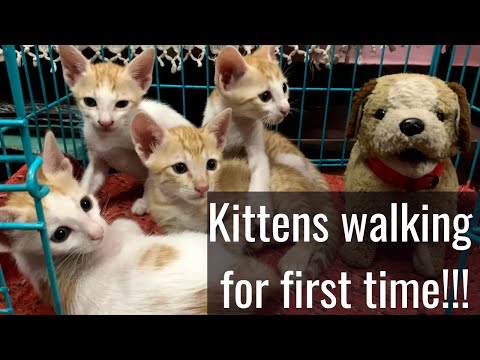 Cute Kittens walking for first time| Mother cat teaching her kittens|Cute cat video|