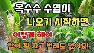 옥수수수염이 나오기 시작하면 이것 해줘야 옥수수가 끝까지 꽉차고 벌레가 없습니다 옥수수는 7월 중순까지 심어…