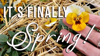 First Garden Tour of 2021! | Urban Herb, Flower, & Vegetable Garden