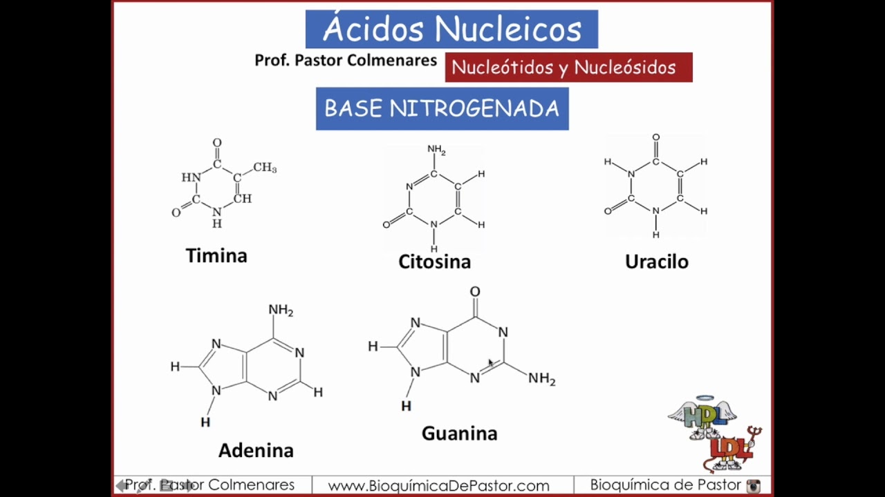 Nucleótidos y Nucleósidos | Ácidos nucleicos parte II