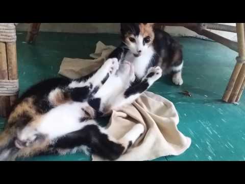 Cats playing