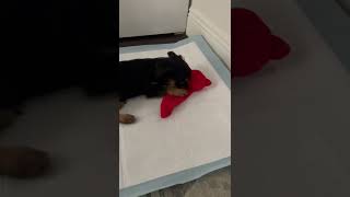 YorkiePoo Puppies Videos