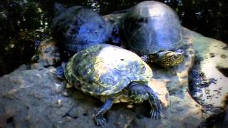 preview picture of video 'Одесский зоопарк 2014. Черепашки загорают.  Odessa zoo 2014. The turtles sunning themselves.'