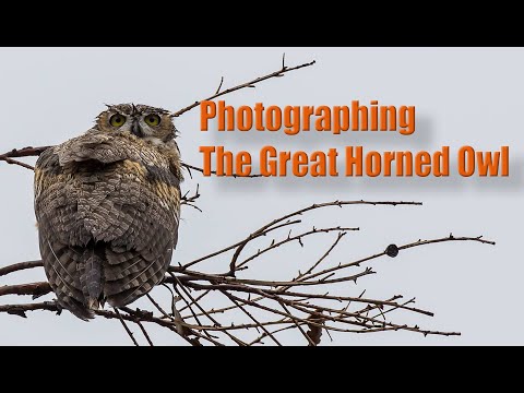 Photographing the Great Horned Owl
