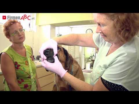 Prakt. Tierärztin Dr. Astrid Lorenz in Innsbruck - Tierarzt-Praxis und Tiernahrung
