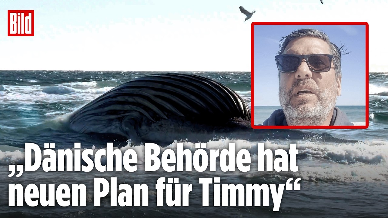 ANHOLT: Toter Buckelwal Timmy sorgt weiter für Alarm auf dänischer Insel