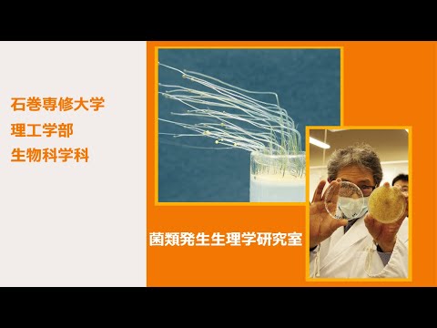 【研究室紹介 EX】生物科学科『菌類発生生理学研究室』