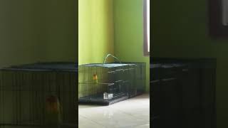 Download lagu Lovebird suara tek-tek khas jebol birahi mp3 Download lagu Lovebird suara tek-tek khas jebol birahi mp3