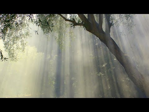 TREI ÎNTREBĂRI | Semnele vremurilor, cu Willem J. J. Glashower, episodul 4  /52