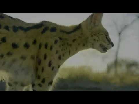 Planet Earth II intro rescore