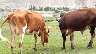 Download lagu Excellent Bull ๐ | Village Animals| mp3 Download lagu Excellent Bull ๐ | Village Animals| mp3