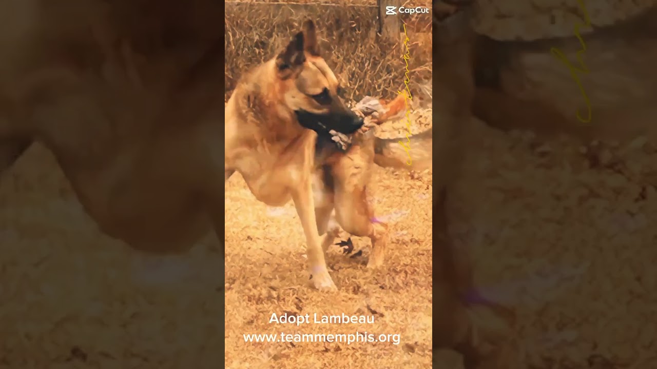 Lambeau, a Adoptable German Shepherd Dog in Bartlett, TN video 6/6