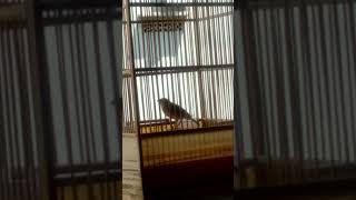 Download lagu Branjangan gacor NTB mp3 Download lagu Branjangan gacor NTB mp3