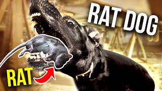 Dog unleashes Fury on Rat Infestation