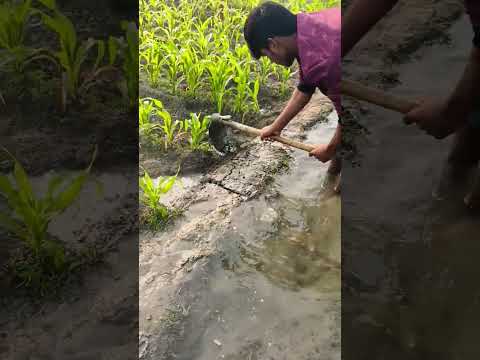 #trendingshorts #short #ytshorts #trendingvideo