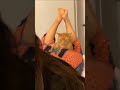 Cat Bite Girl Ass
