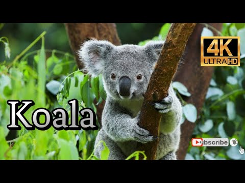 Koala bear - World of Animals 4K