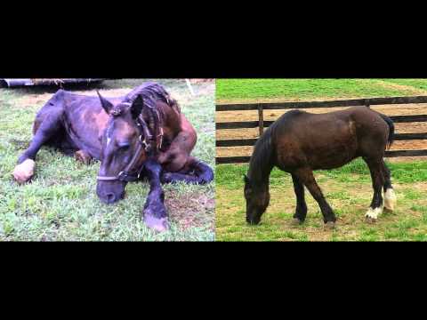 Buy a Bale... of Hay for the Rescue horses!
