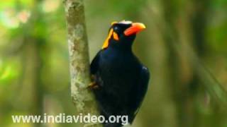 Southern Hill Myna or Gracula Indica