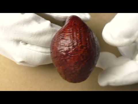 L'Anatra Sabbiata - pipe 766