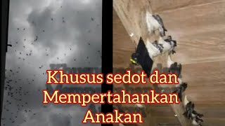 Download lagu Suara panggil walet khusus untuk sedot anakan walet! mp3