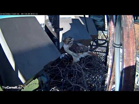 Ezra Adds Some Evergreen to the Nest – Mar. 7, 2017