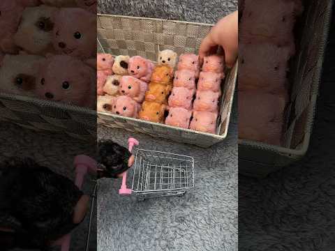 An old packing video but still gold✨ #piglet #babypig #micropig #silicone #animals