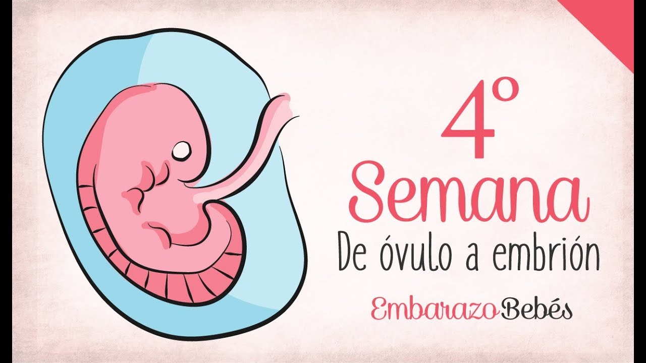 Week 4 of #Pregnancy | 1st Month | Week by week