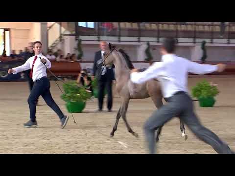 N.99 FAREEDA AL MAR - Italian Nationals 2018 - Futurity Fillies (Class 13)