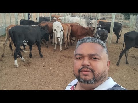 FEIRA DO GADO EM BELA VISTA GRANITO-PE, DIA 18/11/2025. #nordeste 
