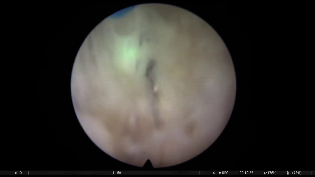 Fernando Gómez Sancha-16