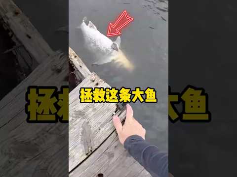 他用学到的知识拯救这条大鱼 #暖心  #感动 @PelicanBoneOutdoors