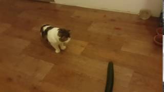 animale pisica amuzanta