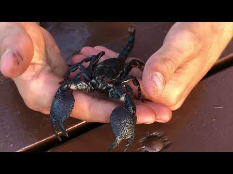 Emperor Scorpion