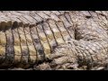 Nile Crocodile Scales HD 720p
